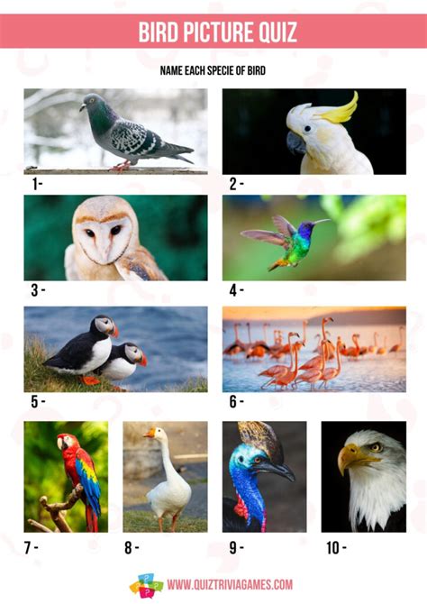 Bird Quiz Printable